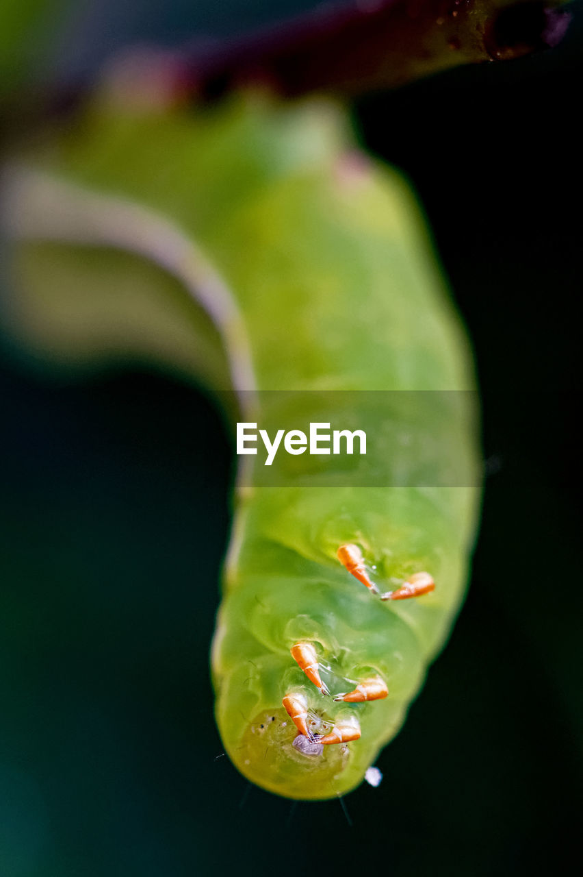 CLOSE-UP OF GREEN CHILI PEPPER ON PLANT
