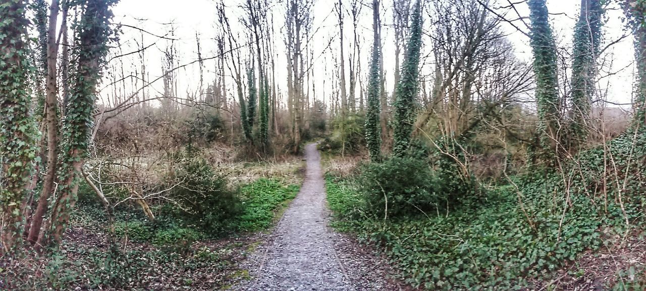 PATHWAY ALONG TREES