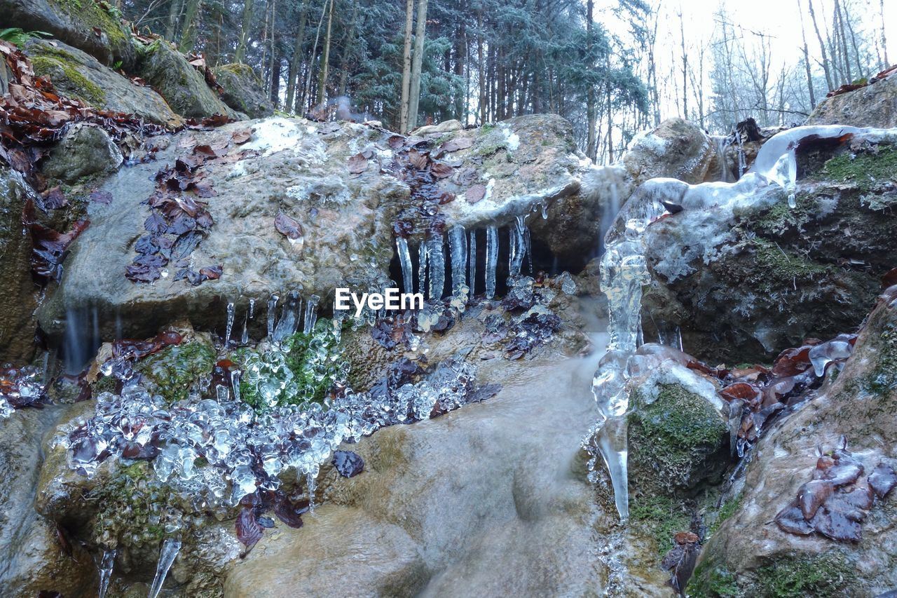 CLOSE-UP OF FROZEN TREES