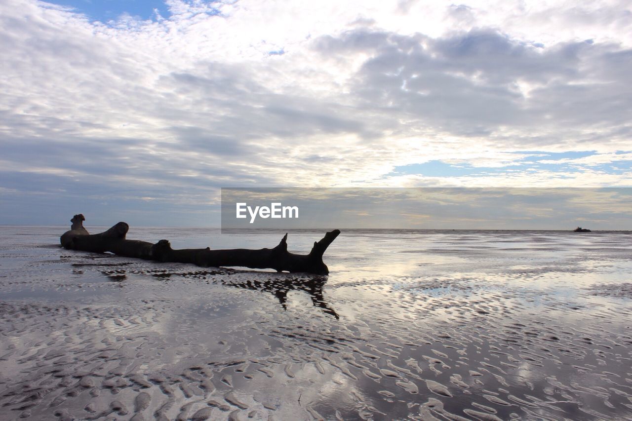 Drift wood at fairhaven beach against cloudy sky