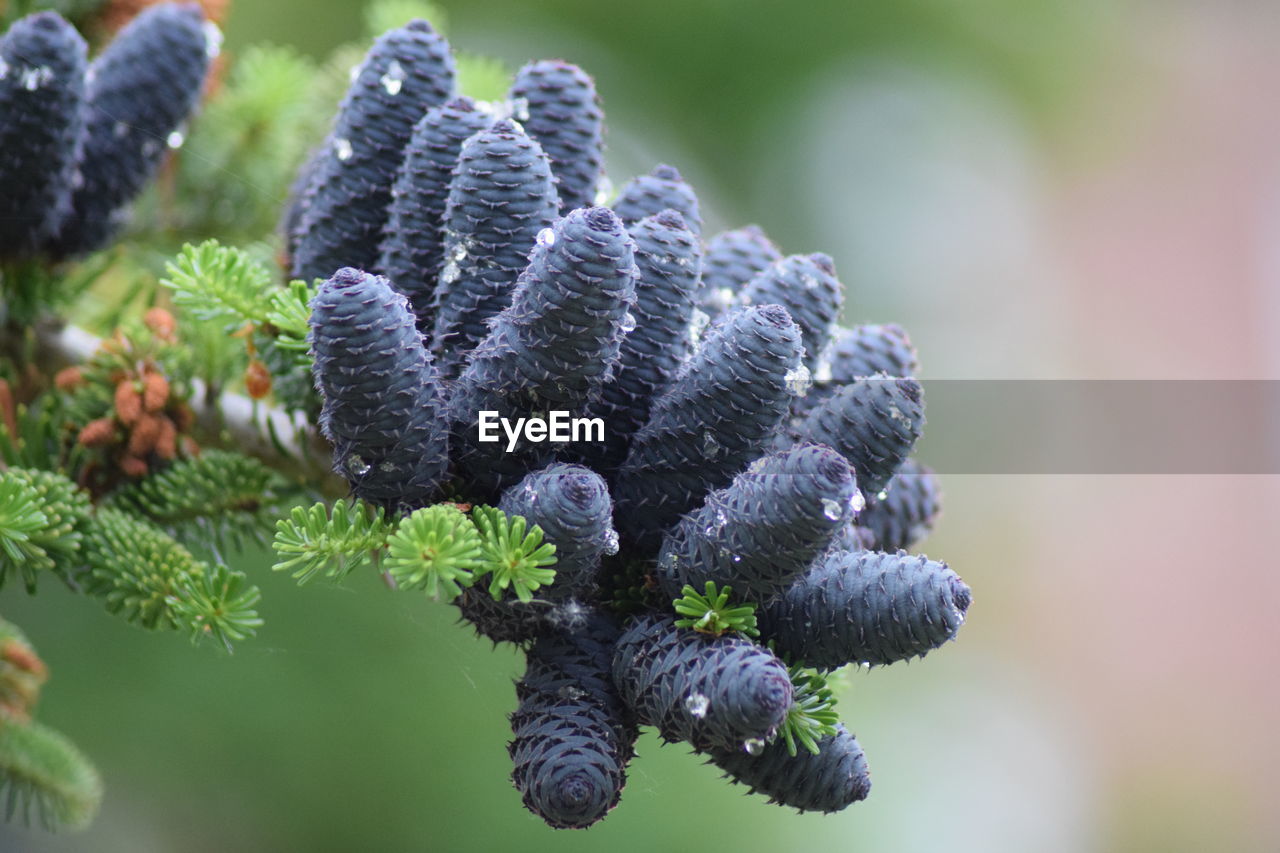 Close-up of purple flowering plant