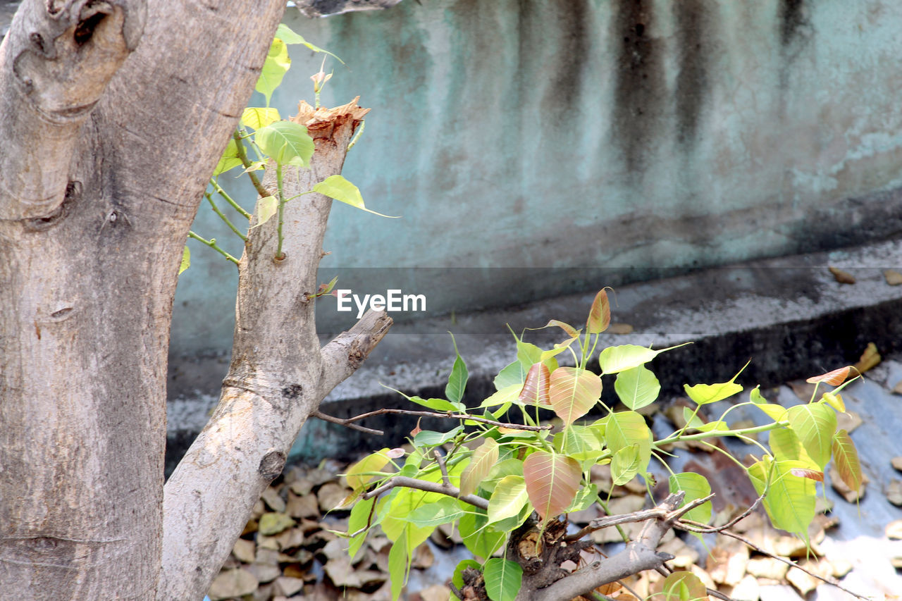 CLOSE-UP OF LEAVES ON TREE