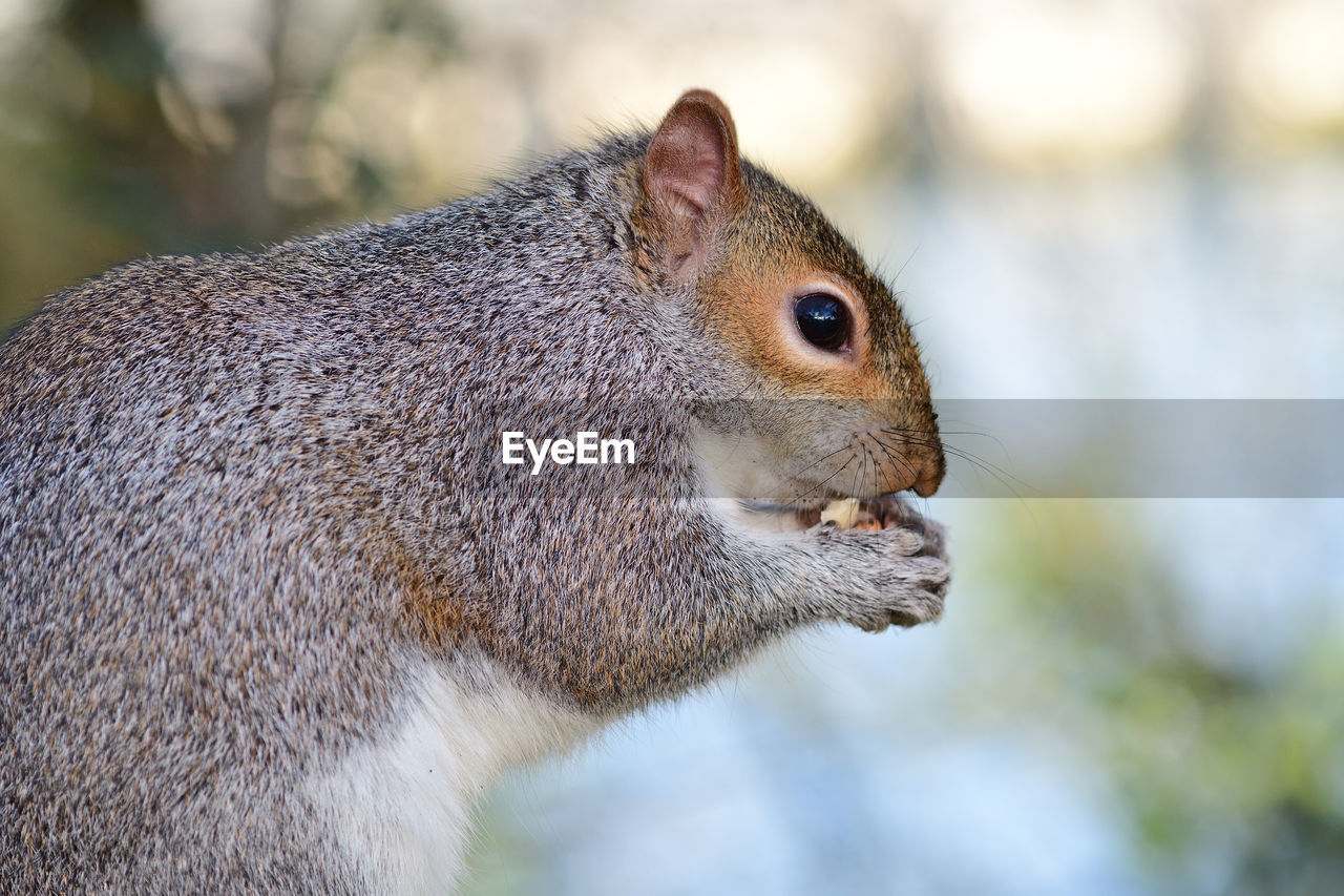 Sidee view of a grey squirrel eating a nut