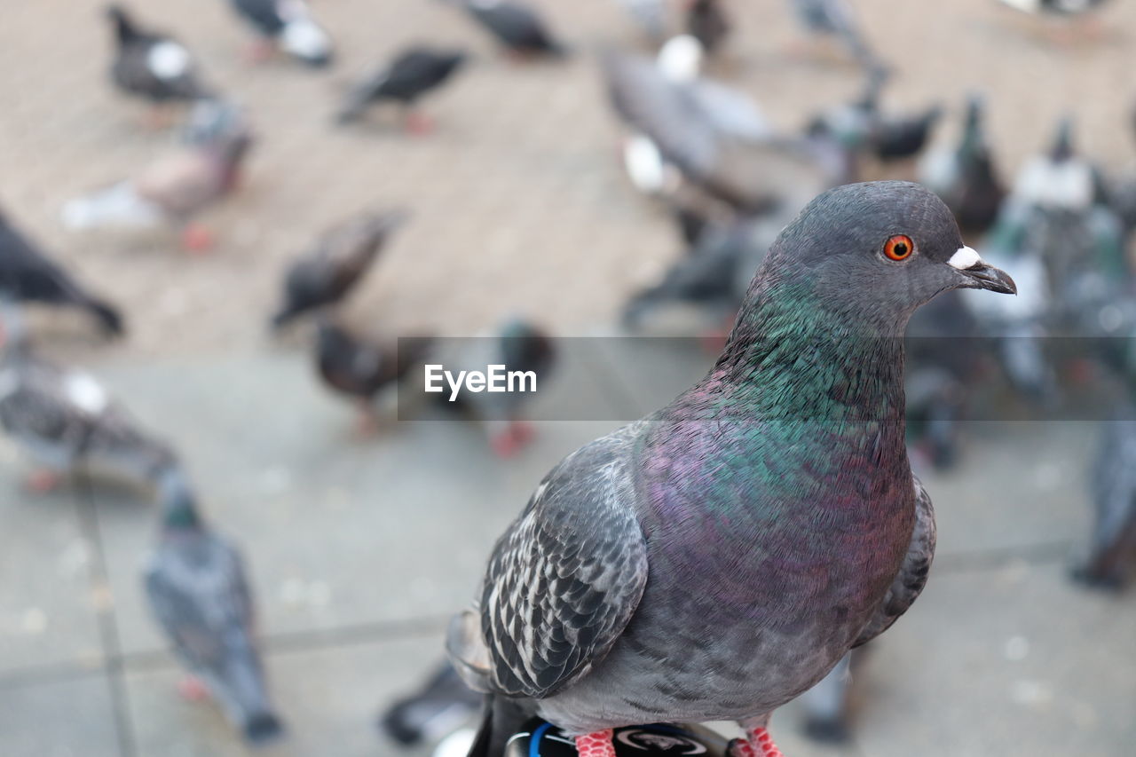 CLOSE-UP OF PIGEONS PERCHING ON FOOTPATH