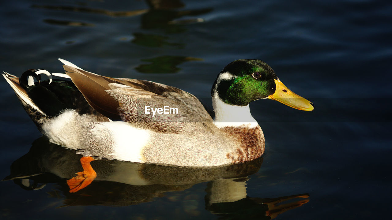 CLOSE-UP OF DUCKS SWIMMING IN LAKE