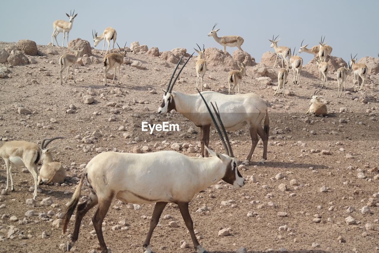 Oryx and impalas on field