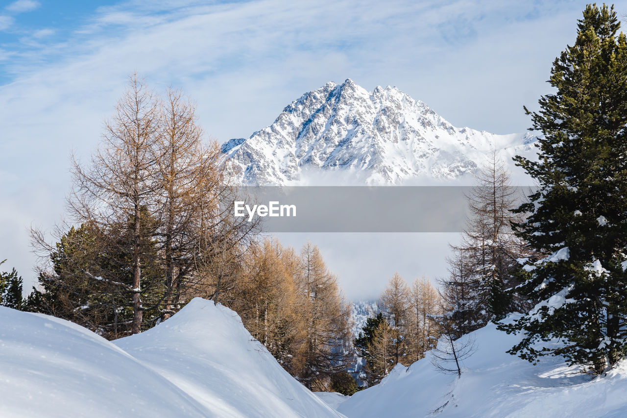 Snow covered trees on mountain against sky