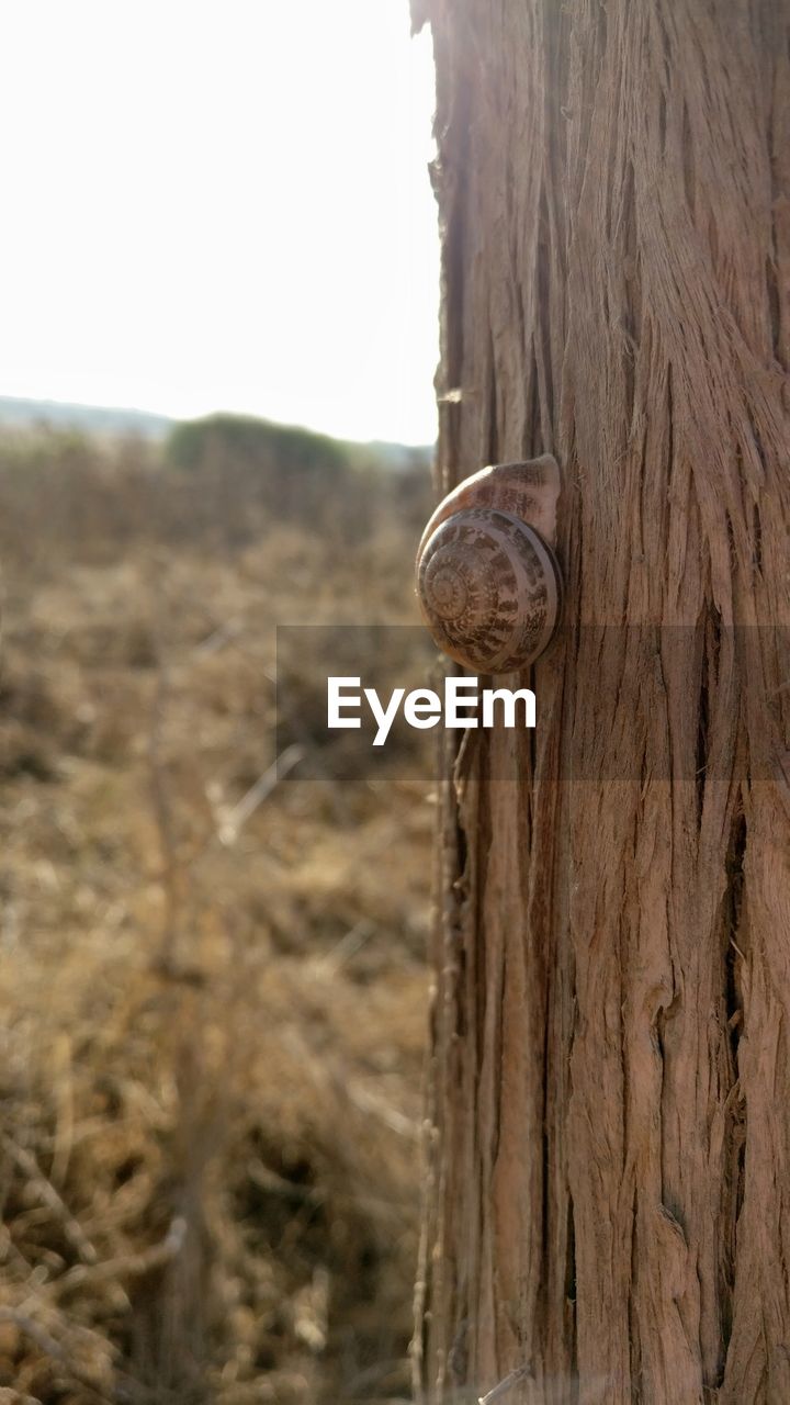Snail on wooden post