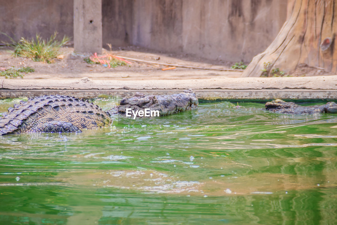 VIEW OF DUCK SWIMMING IN WATER