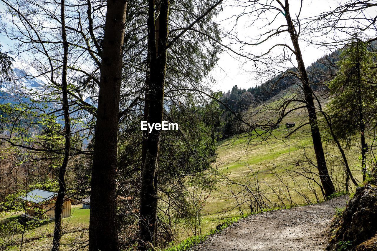 TREES GROWING IN FOREST