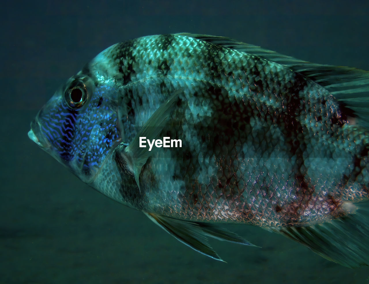 A variegated emperor - lethrinus variegatus - in the red sea, egypt