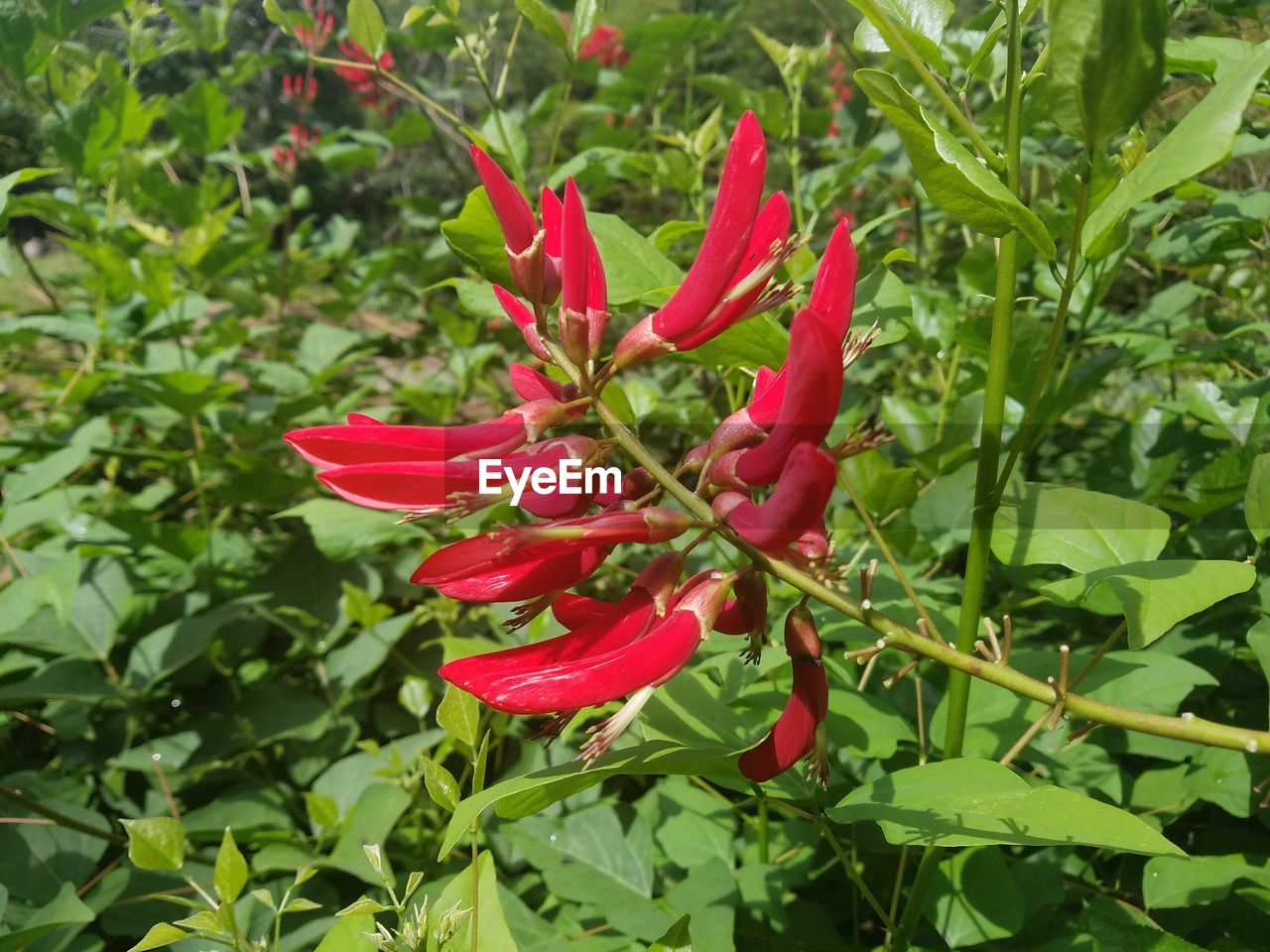 CLOSE-UP OF RED FLOWERS