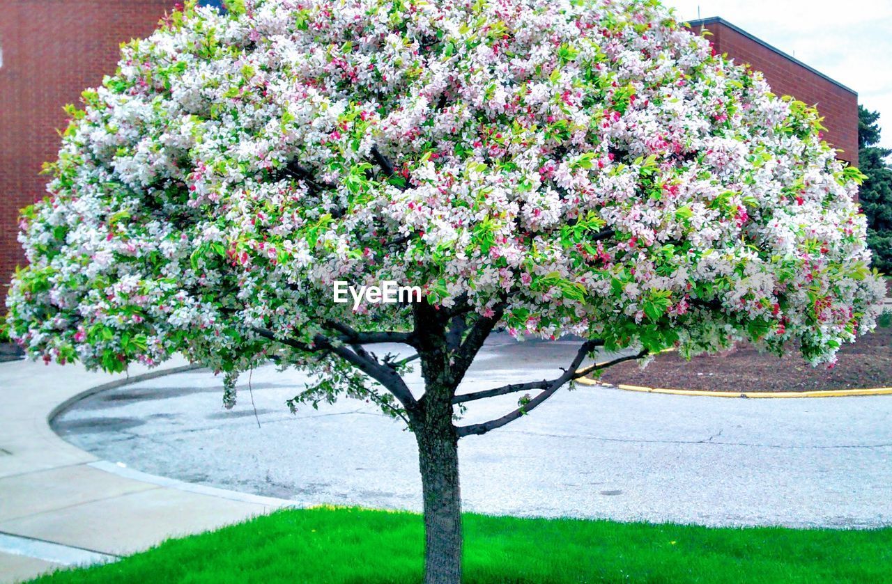 FLOWER TREE AGAINST PLANTS
