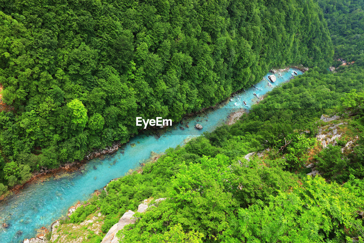 High angle view of river amidst trees in forest