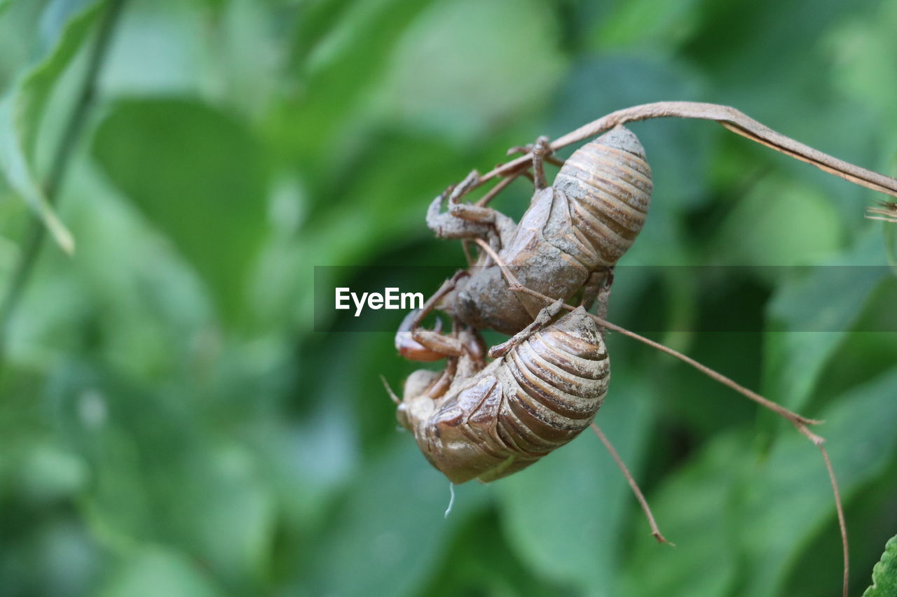 CLOSE-UP OF GRASSHOPPER