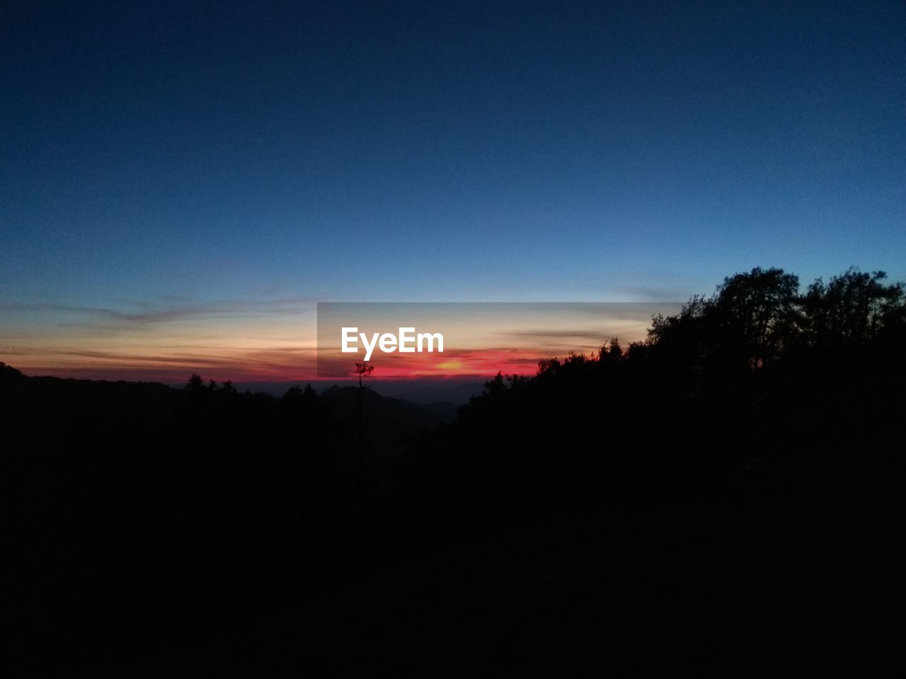 SILHOUETTE TREES AGAINST CLEAR SKY DURING SUNSET