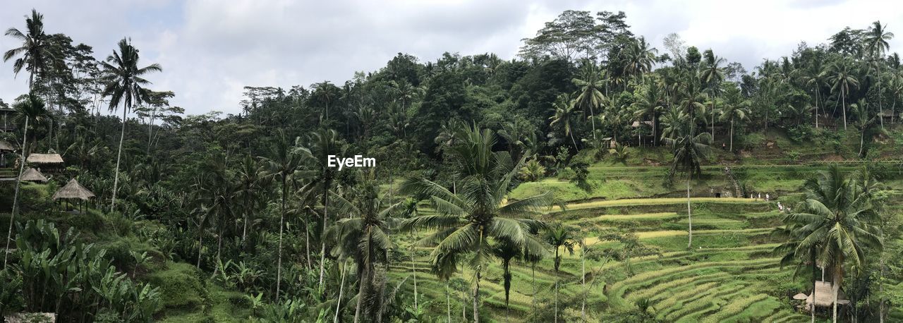 Panoramic view of palm trees on sunny day