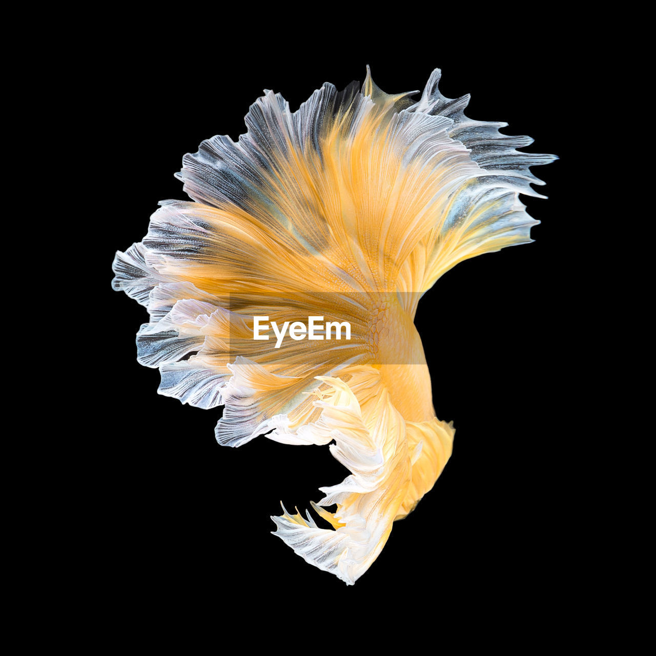 Close-up of yellow siamese fighting fish over black background