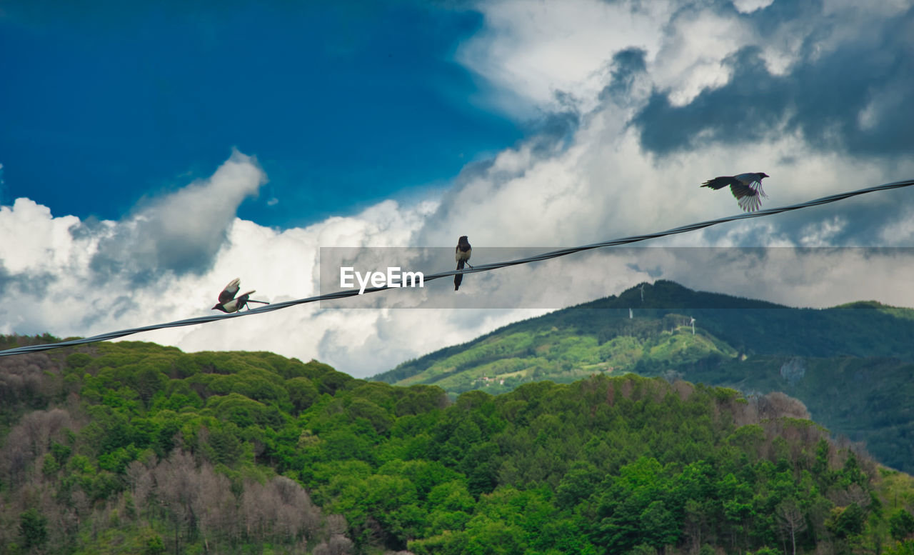 LOW ANGLE VIEW OF BIRDS AGAINST SKY