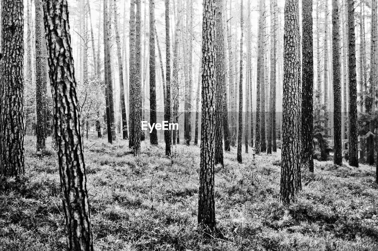 Close-up of trees in forest