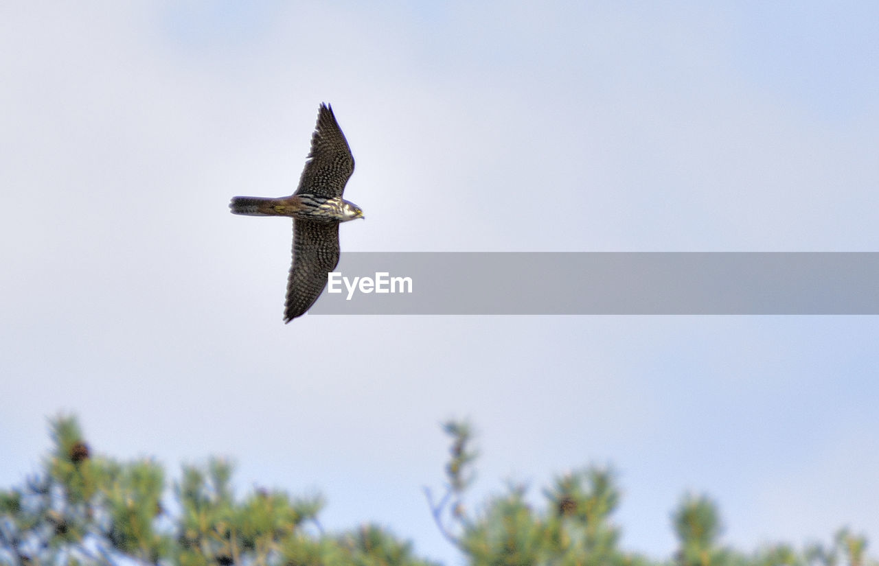 Low angle view of bird flying in sky