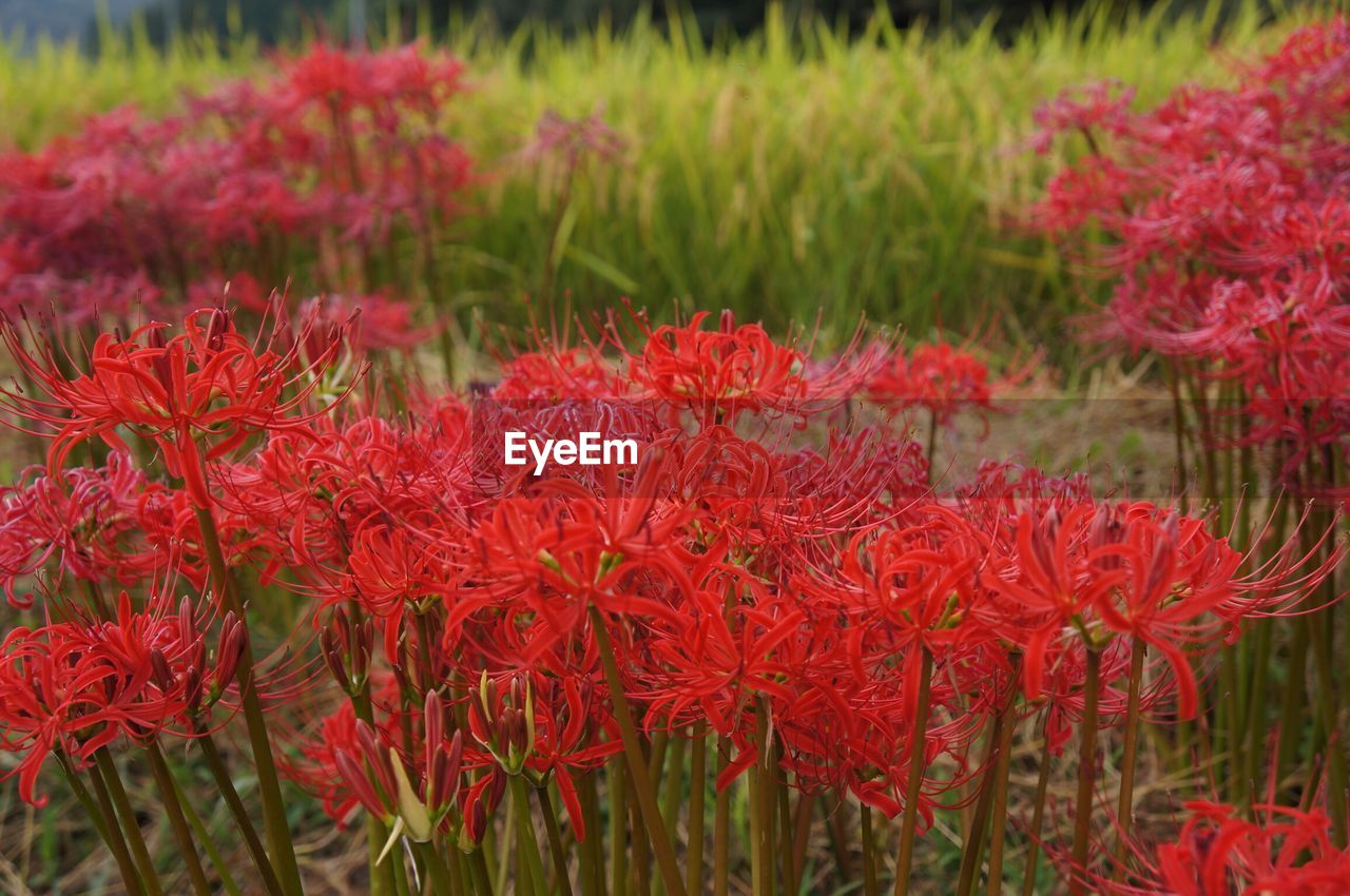 RED FLOWERS BLOOMING IN FIELD