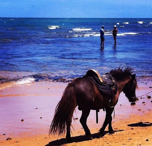 SCENIC VIEW OF SANDY BEACH