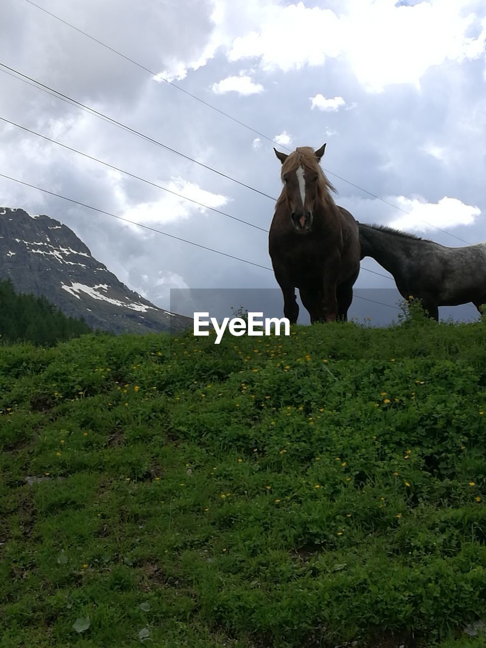 HORSE STANDING IN A FIELD