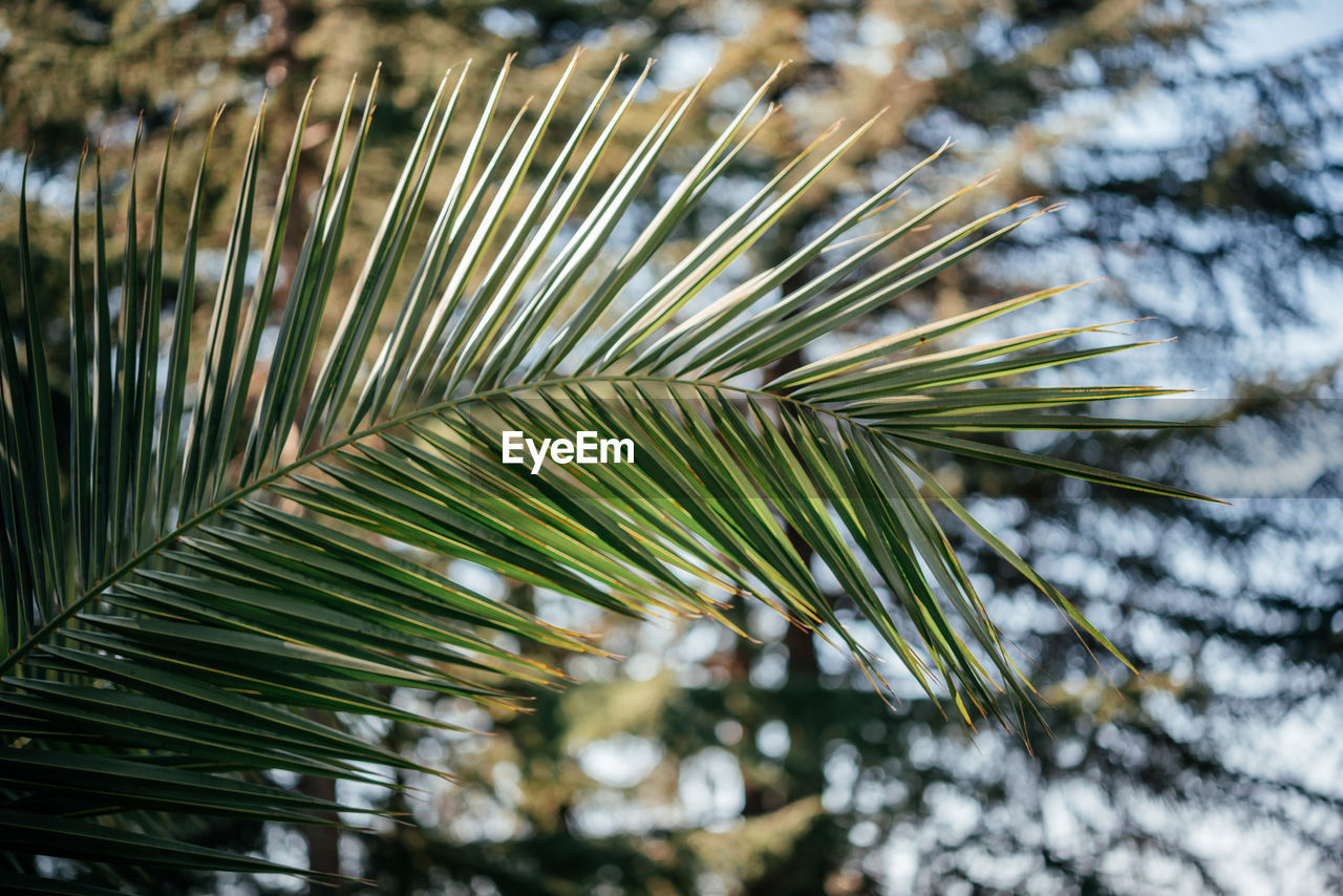 full frame shot of palm tree