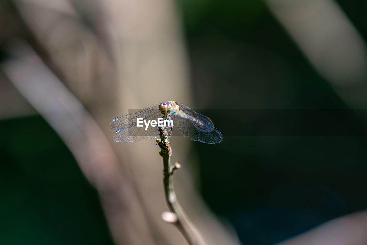 Close-up of dragonfly