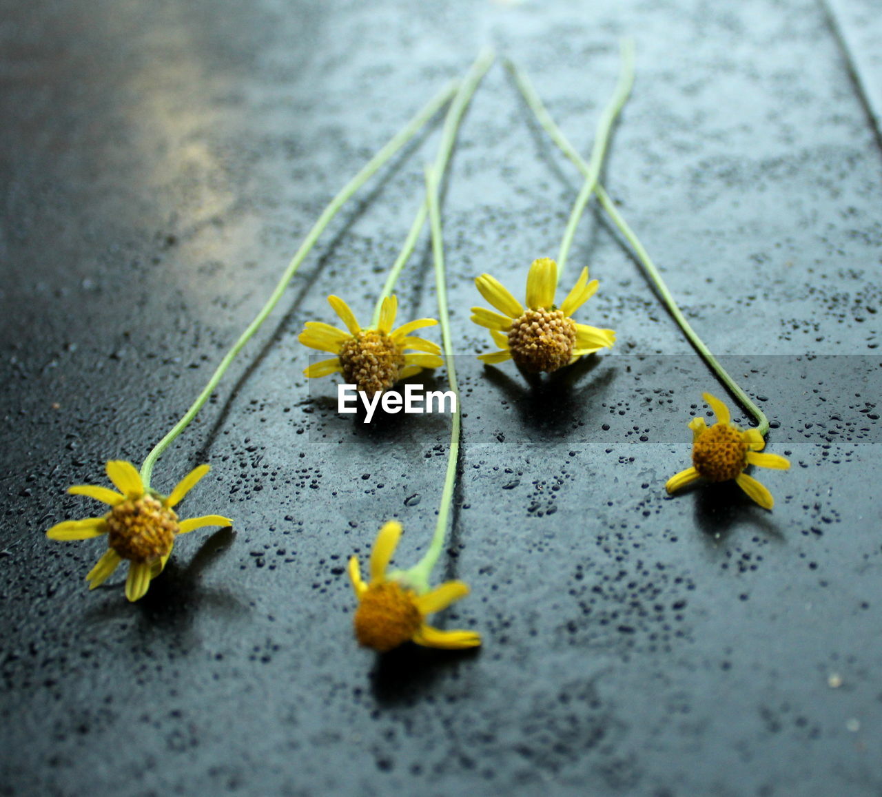 Close-up of yellow flowers