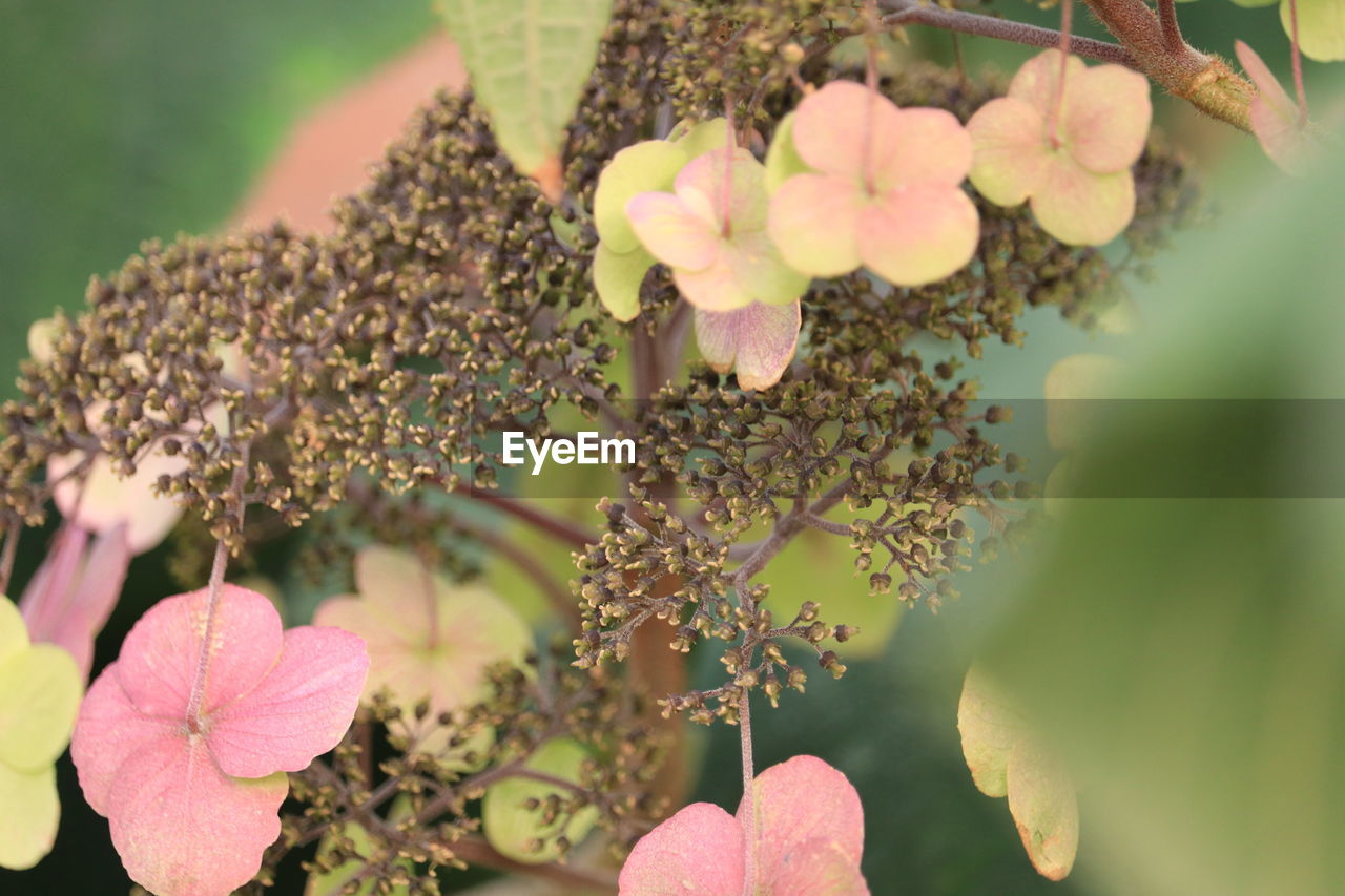 plant, flower, flowering plant, beauty in nature, blossom, pink, nature, freshness, growth, leaf, plant part, close-up, tree, green, flower head, macro photography, fragility, selective focus, no people, outdoors, inflorescence, springtime, petal, day, shrub, botany, branch, food and drink