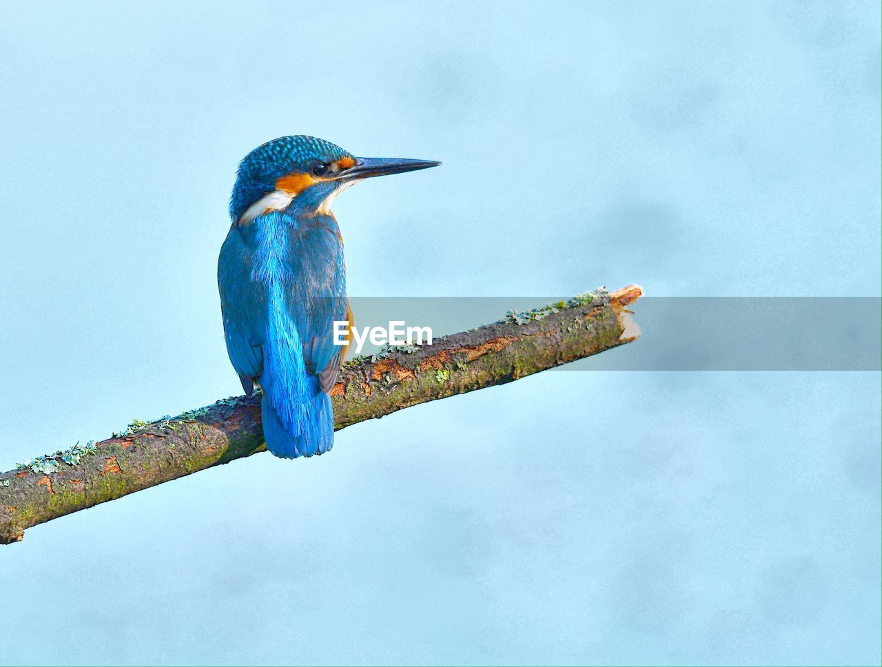 LOW ANGLE VIEW OF A BIRD PERCHING ON A BRANCH