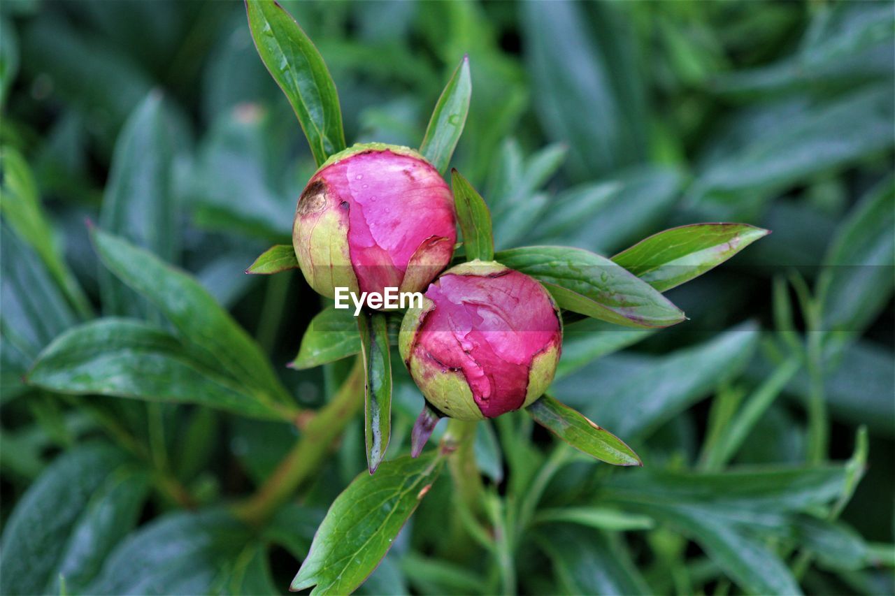 CLOSE-UP OF PINK FLOWER GROWING IN PLANT