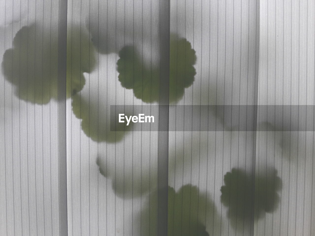 Leaf shadow on blinds