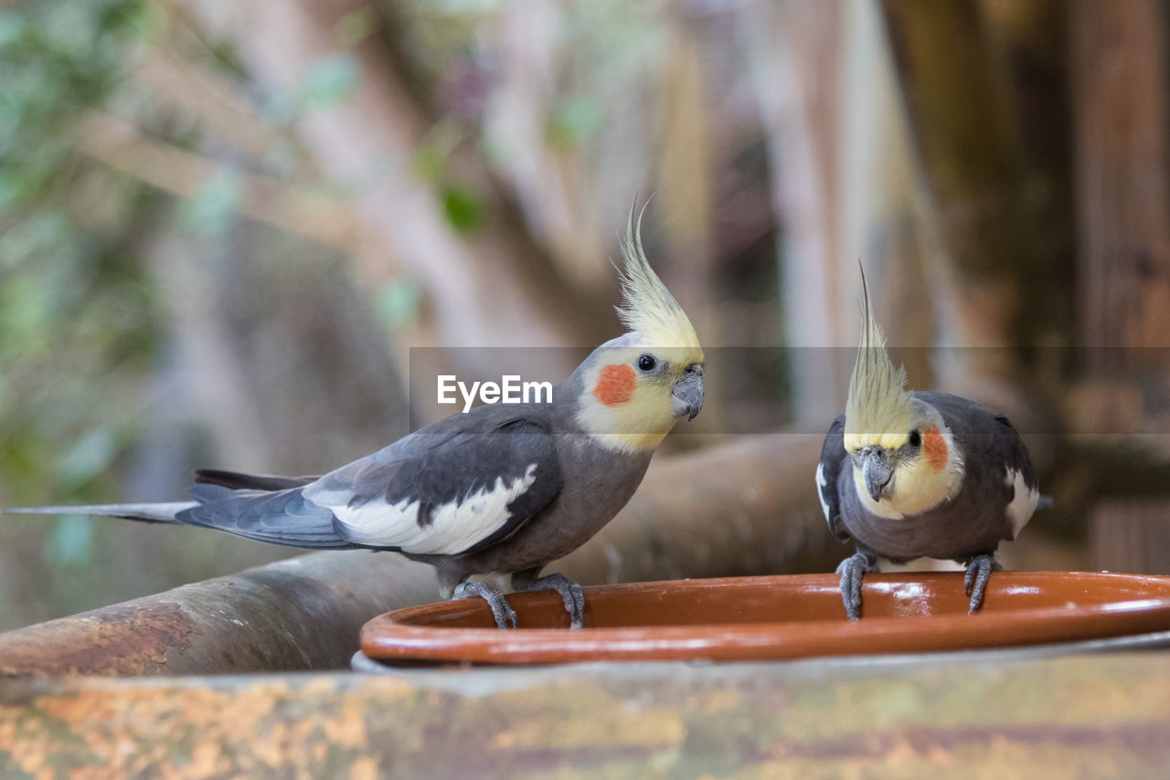 Close-up of bird perching on birdbath