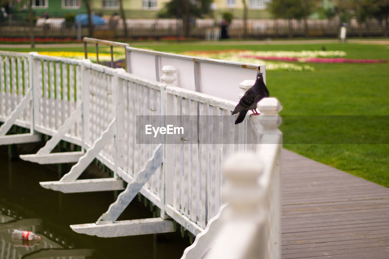 Bird on railing along footbridge
