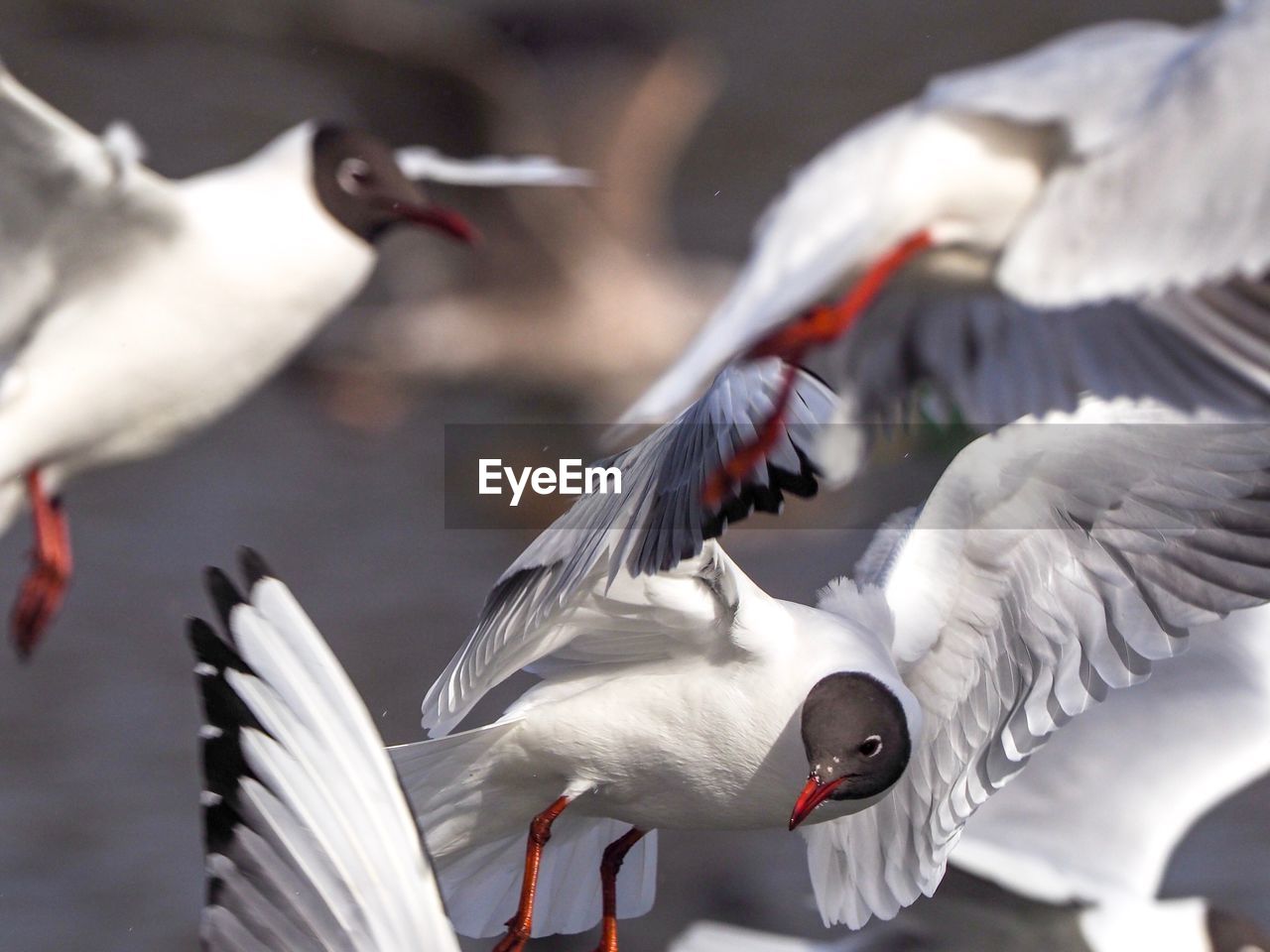 Black-headed gulls flying in mid-air