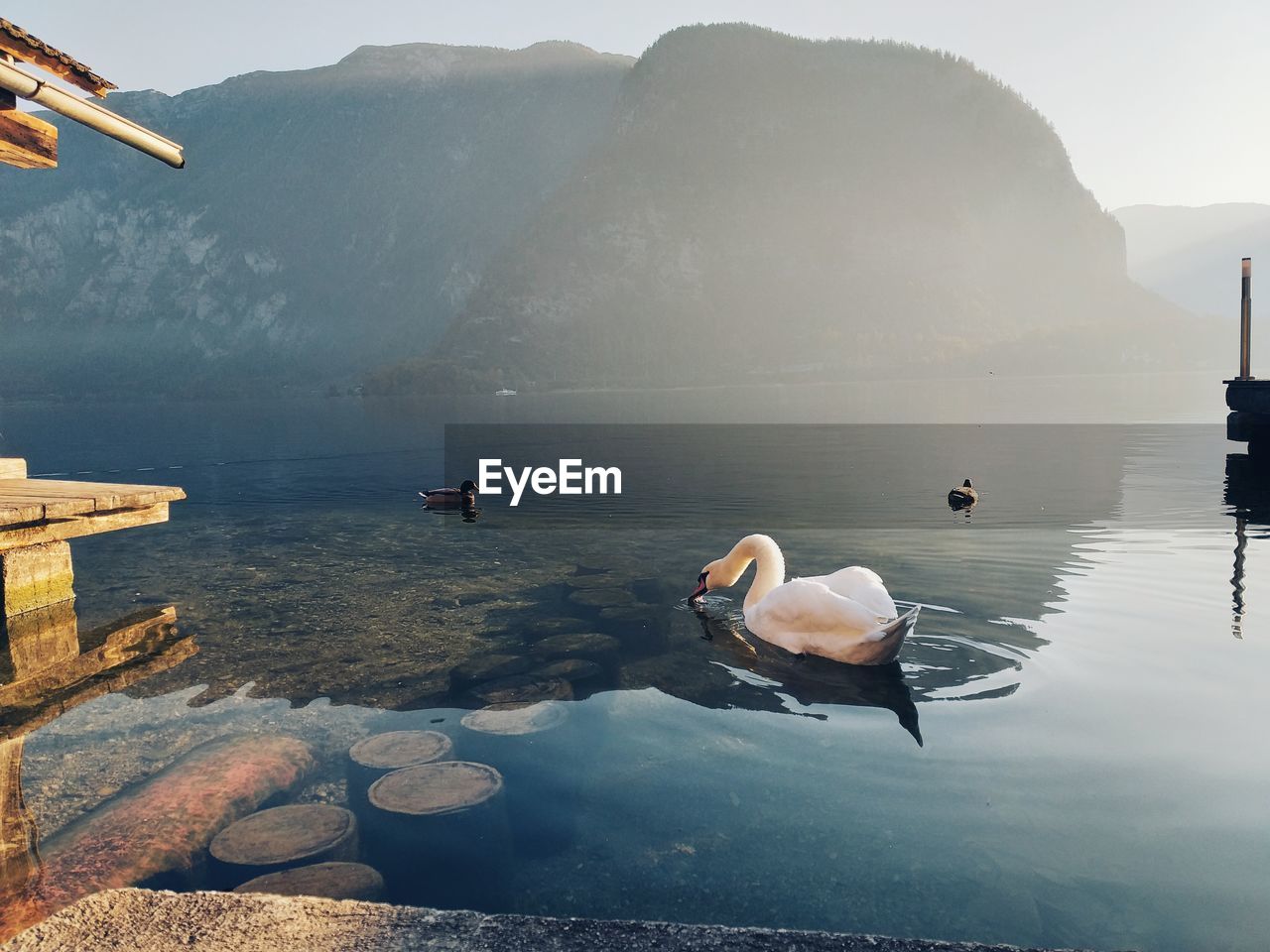 SWANS SWIMMING ON LAKE