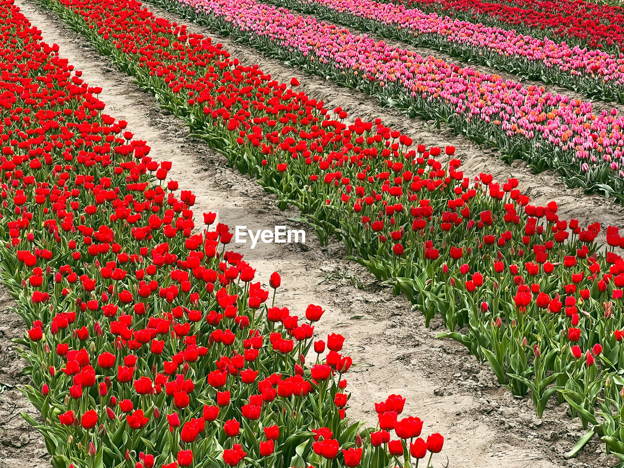 plant, flower, flowering plant, tulip, red, field, growth, freshness, beauty in nature, nature, land, flowerbed, no people, day, abundance, landscape, fragility, outdoors, high angle view, rural scene, springtime, in a row, multi colored, agriculture, green, environment, lawn, tranquility