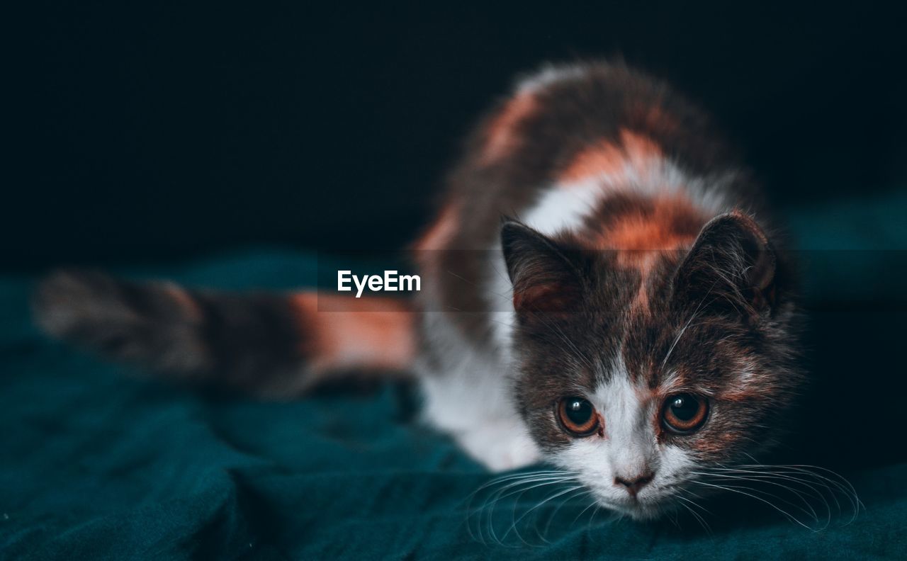 CLOSE-UP PORTRAIT OF A CAT WITH EYES CLOSED