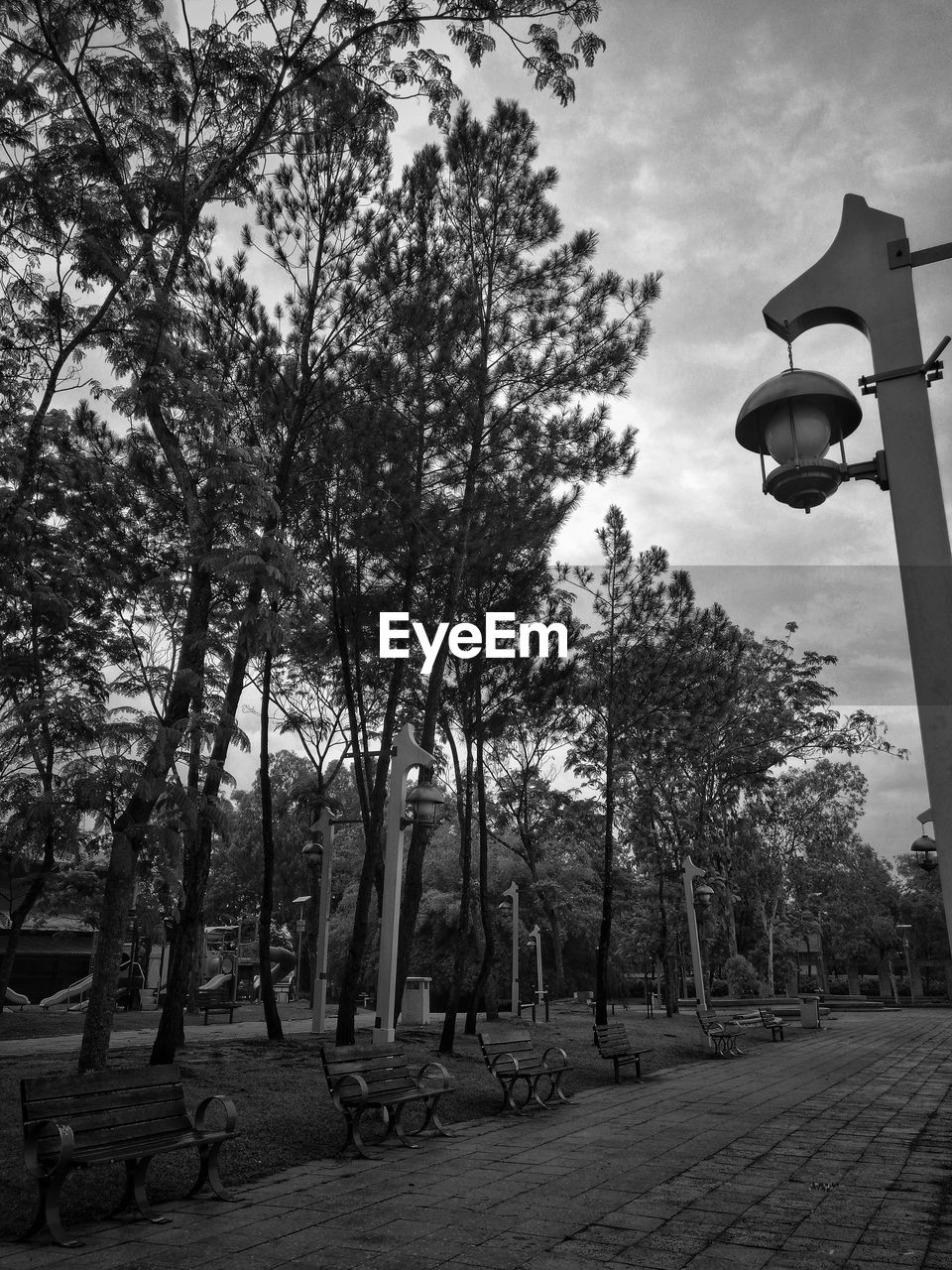 VIEW OF TREES IN PARK