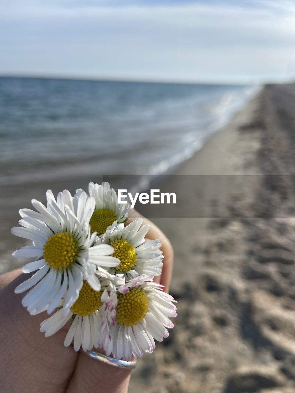 flower, flowering plant, plant, freshness, beauty in nature, yellow, nature, close-up, fragility, daisy, flower head, white, water, one person, petal, hand, macro photography, inflorescence, day, outdoors, adult, pollen, focus on foreground, spring, women, holding, lifestyles, summer, blossom, sunlight