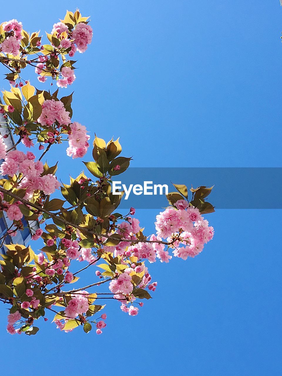 Low angle view of pink flowers against blue sky