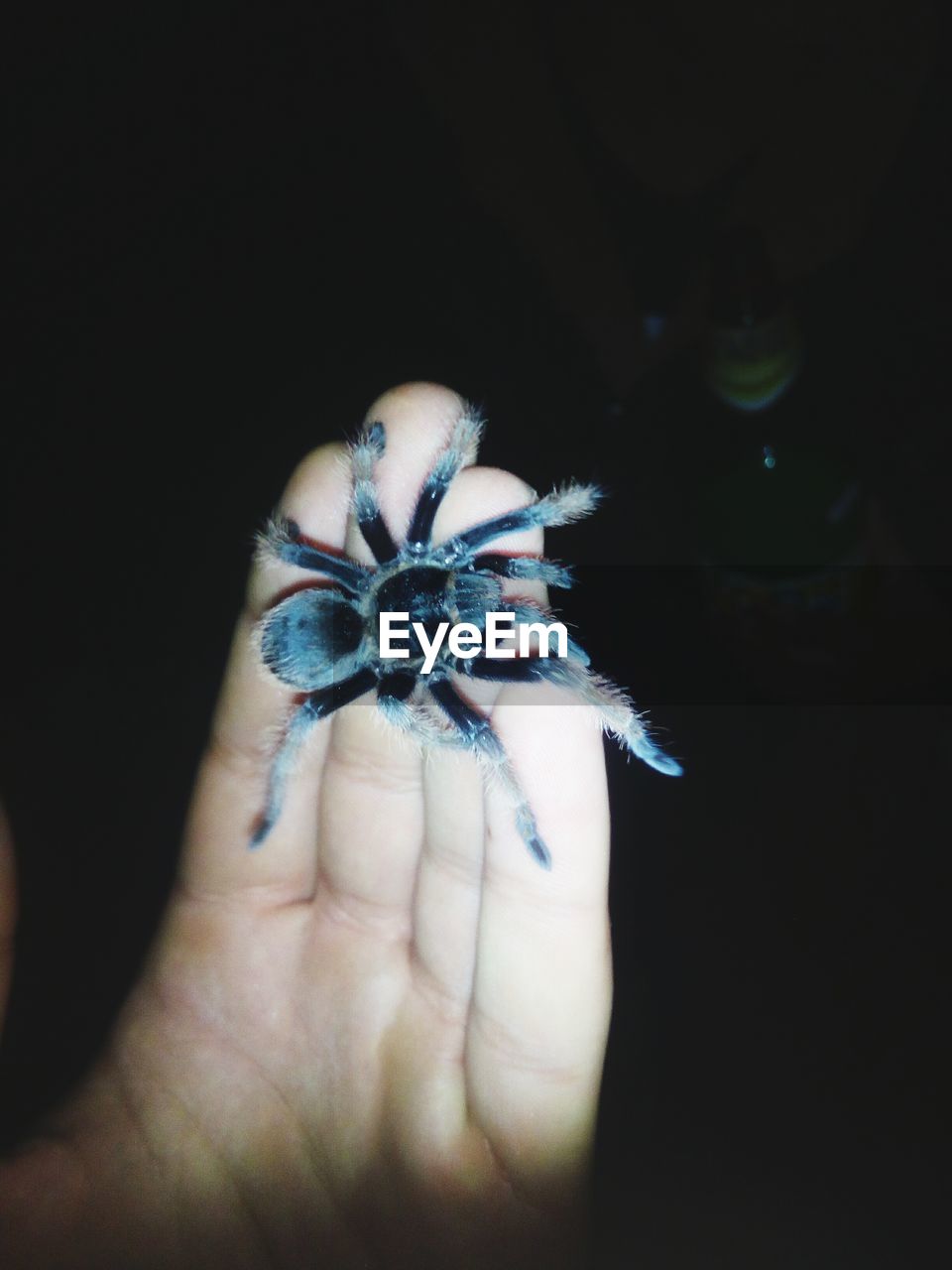 CLOSE-UP OF PERSON HOLDING FLOWER