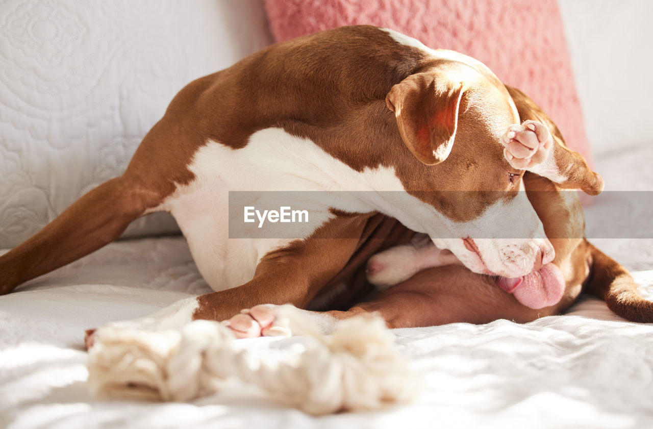 close-up of dog lying on bed at home