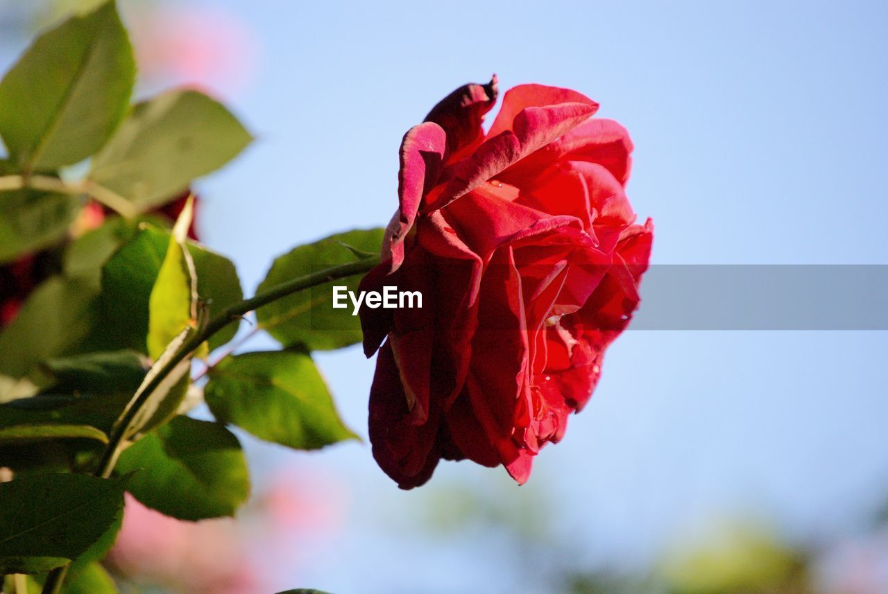 CLOSE-UP OF RED ROSE ON LEAF