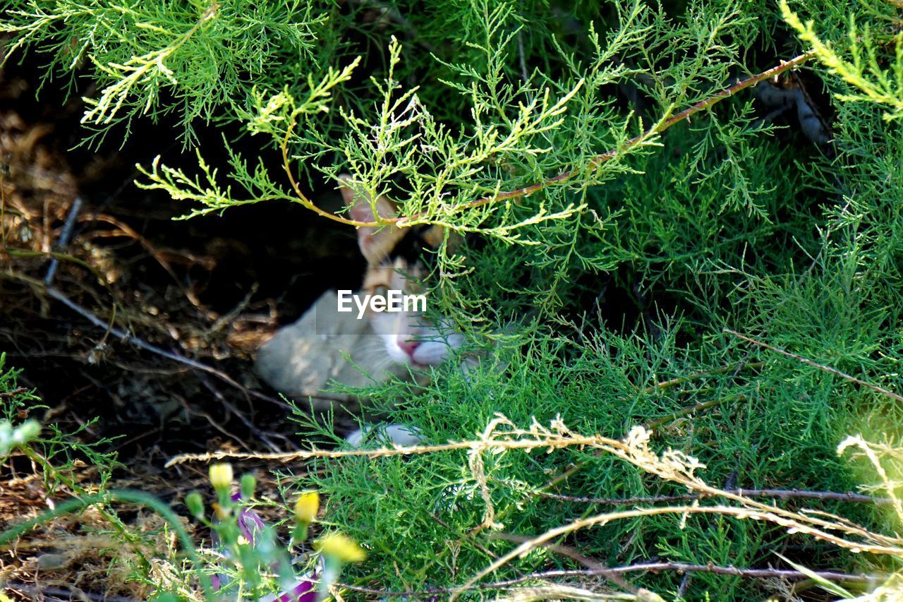 CAT LYING ON GRASS