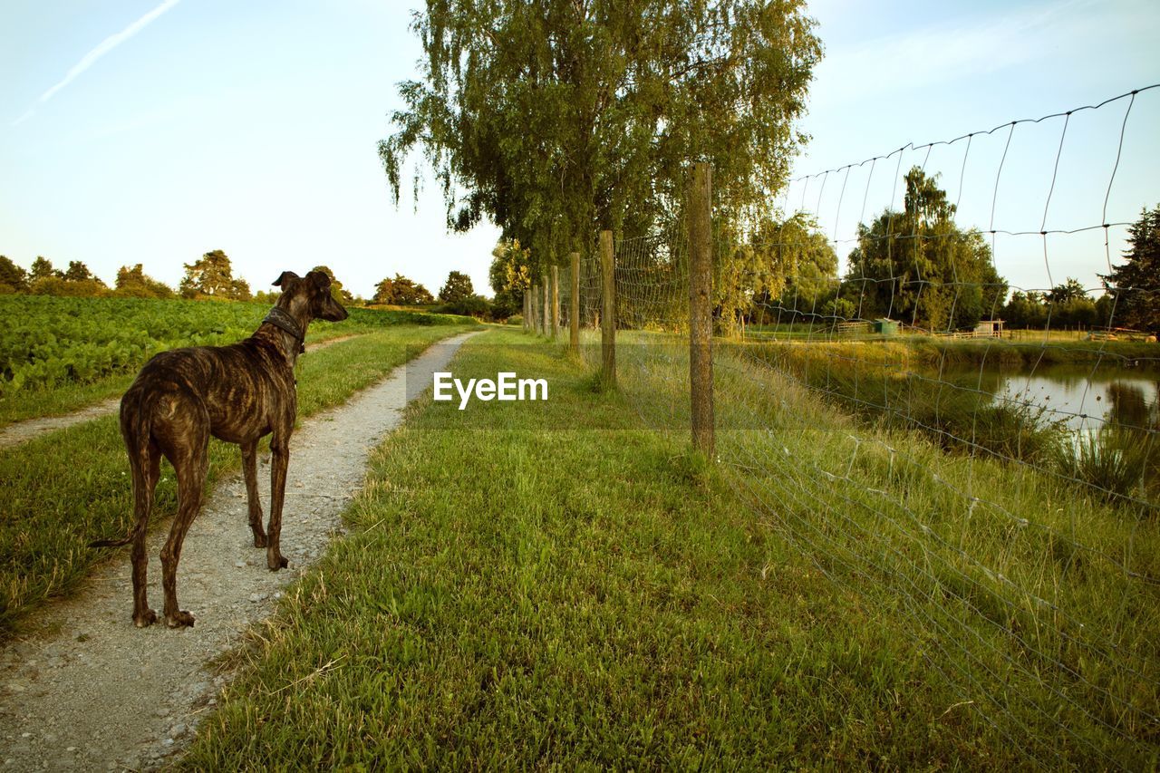 VIEW OF HORSE ON FIELD