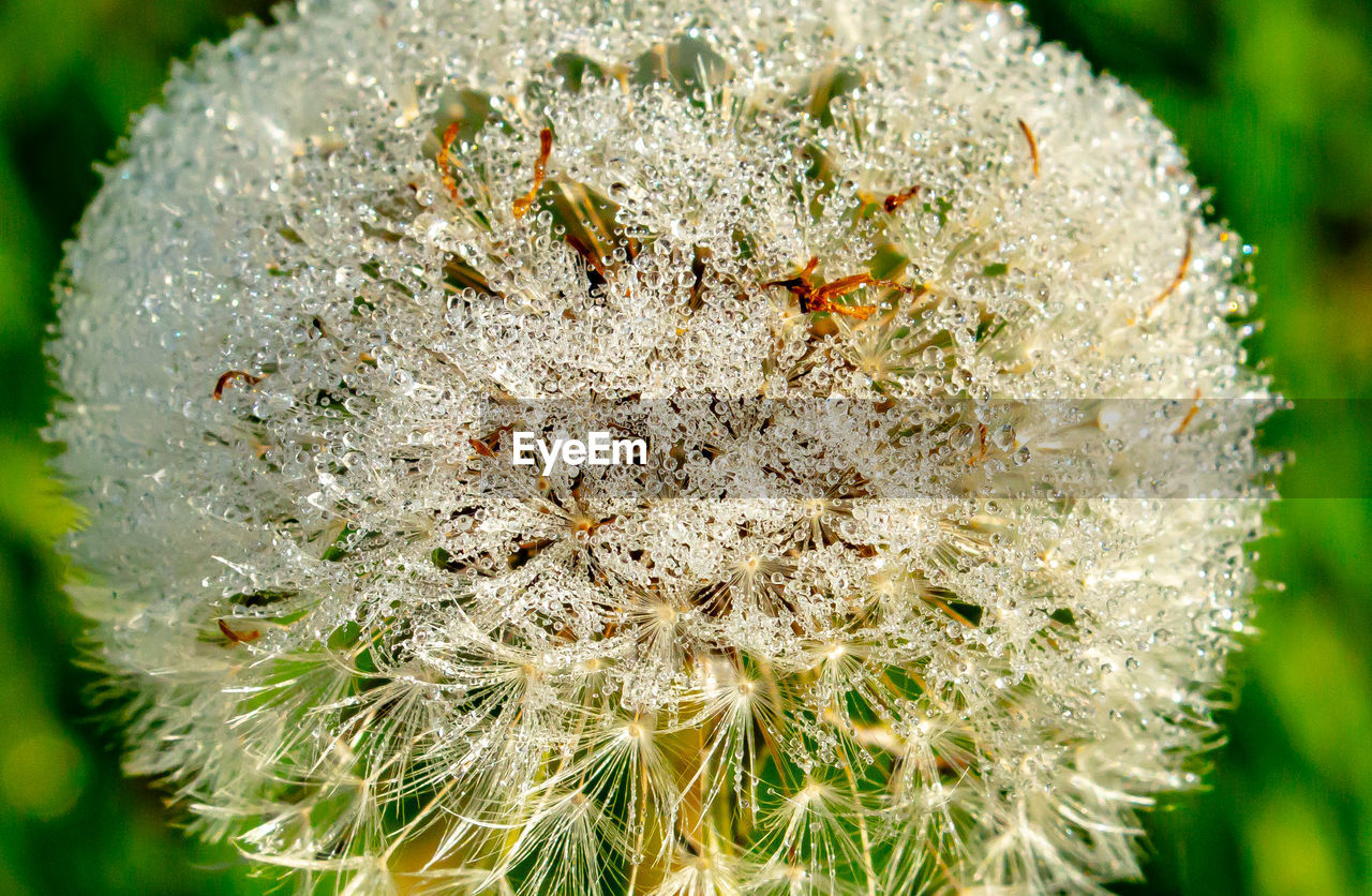 CLOSE-UP OF WHITE DANDELION CACTUS